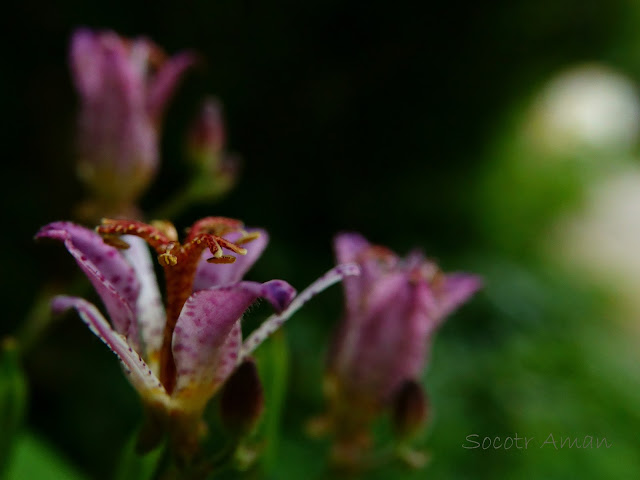 Tricyrtis formosana