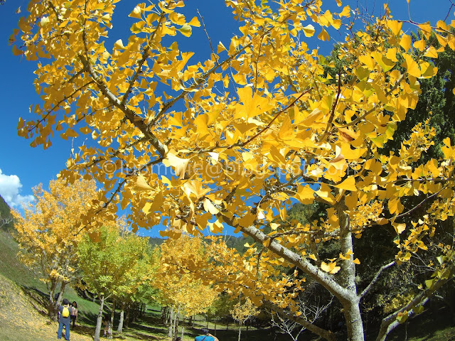 Wuling Farm maple autumn foliage