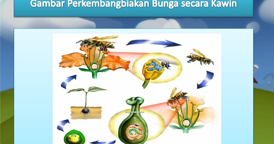 Contoh Hewan  Invertebrata Dan  Ciri  Cirinya  II Contoh