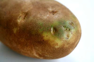 Photo of a green potato courtesy of Elise at Simply Recipes