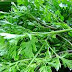 coriander leaf dhaniya patta