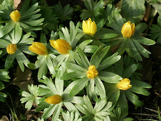 Ellébore d'hiver - Eranthis hyemalis - Hellébore d'hiver - Éranthe d'hiver 