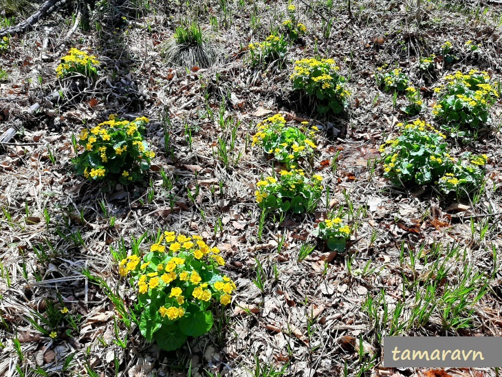 Калужница лесная (Caltha silvestris)