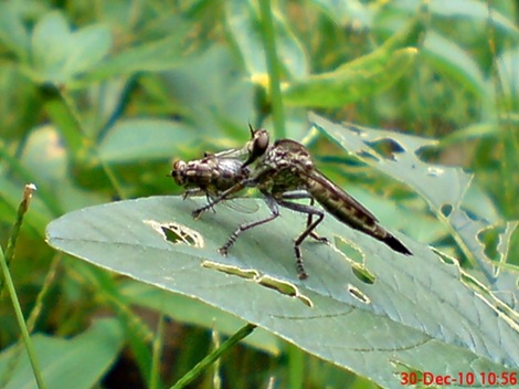 lalat makan lalat 1