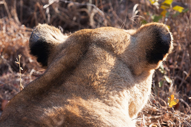 Il re leone   kruger safari sud africa 