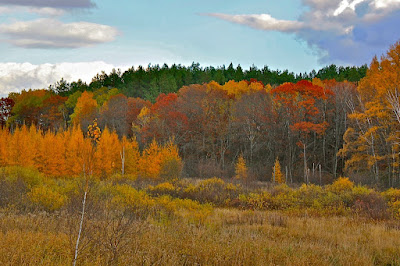 take a peek at tamaracks in color