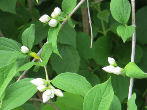 mock orange