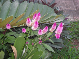 flowers, La Ceiba, Honduras