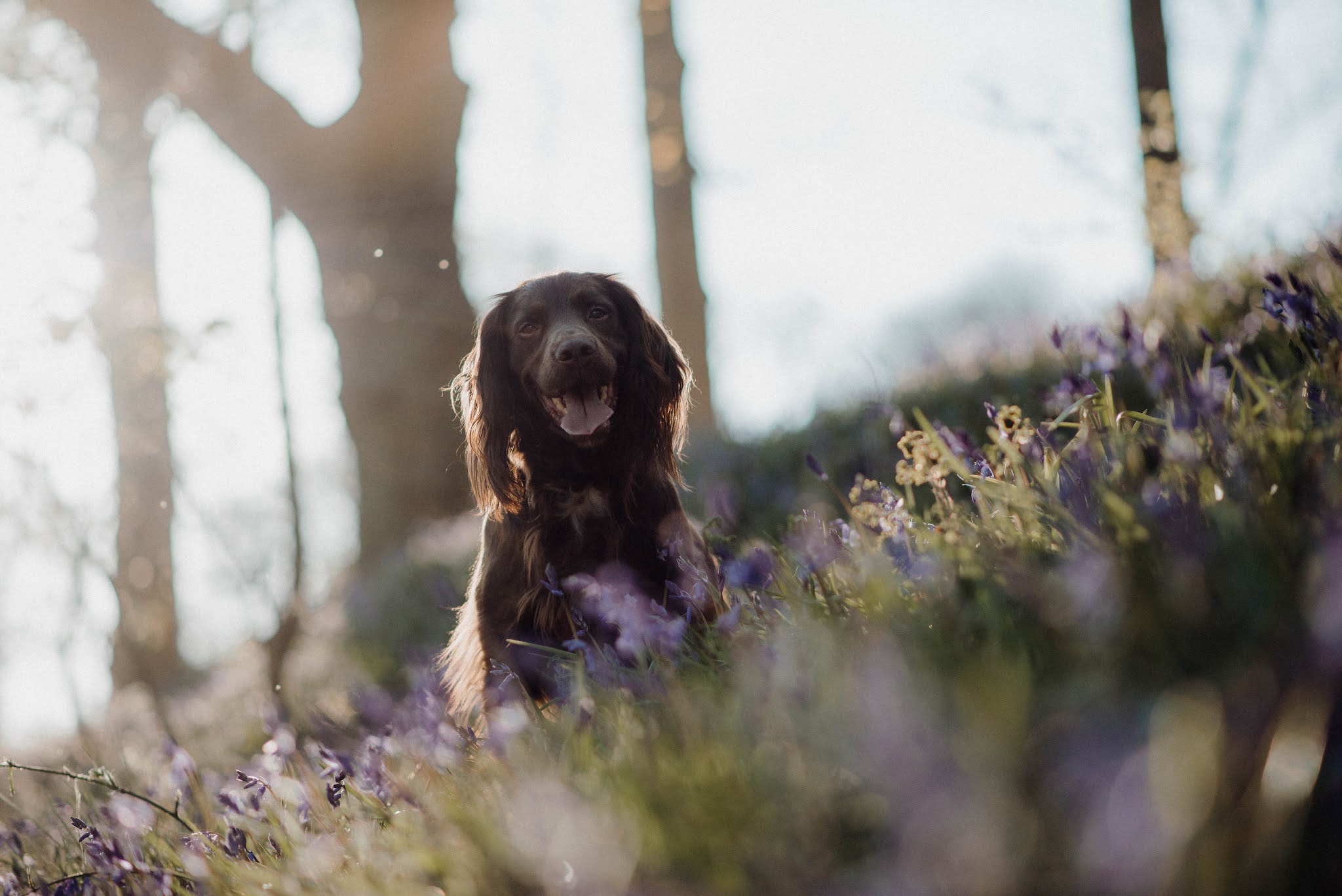 cocker spaniel blue bell woods dog liquid grain