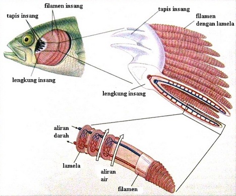  Sistem  Pernapasan  Ikan  Info Pendidikan dan Biologi