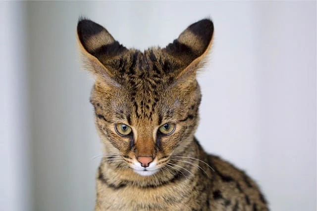 Information and facts about the Savannah cat
