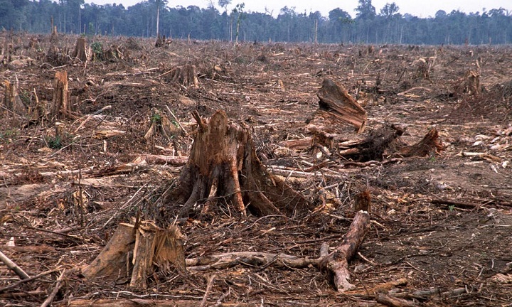 Ancaman Bahaya di Balik Rusaknya Hutan