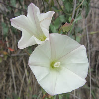 Wild morning glory on Garcia Trail