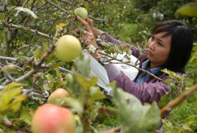 Agrowisata Batu Malang