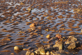 Dinosaur Fossils on Hunstanton cliffs Norfolk beach 