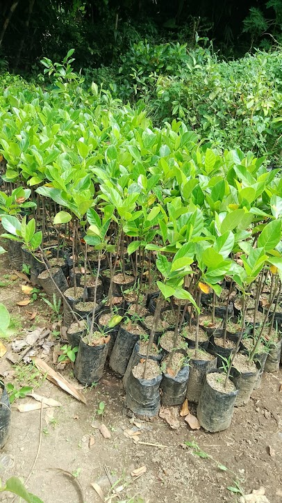 tanaman nangka merah thailand bibit buah asli super murah Timang gajah