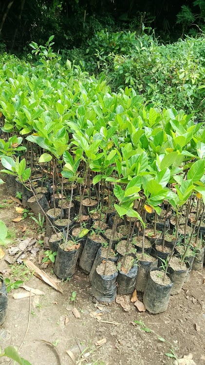 bibit nangka merah thailand tanaman hasil okulasi cepat berbuah melayani proyek pengadaan Riau