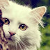Állat, macska fehér - Facebook borítókép