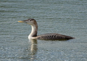 White-billed Diver - Woodhall Spa, Lincolnshire