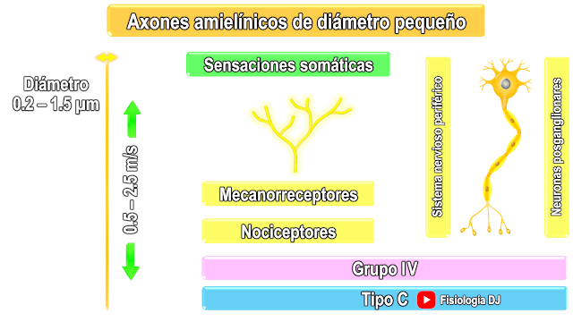 Fibras nerviosas amielínicas de diámetro pequeño (Grupo IV, tipo C)