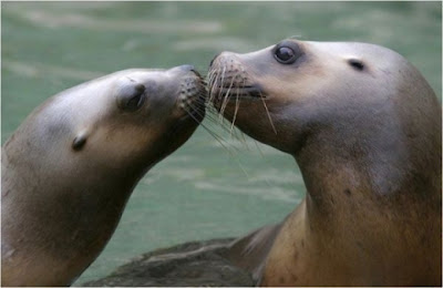 Affectionate animals seals kissing