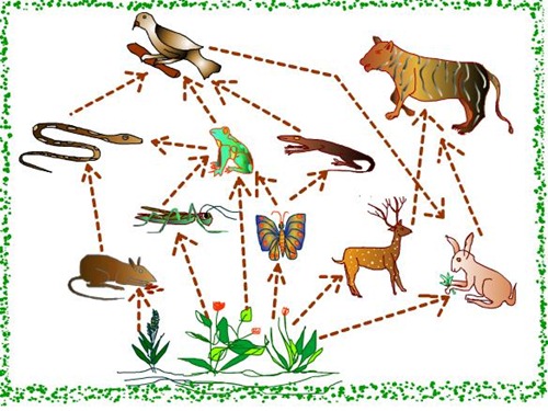 Pengertian rantai makanan (lengkap) - Kumpulan Artikel Biologi