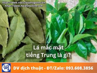 Lá mắc mật tiếng Trung là gì?