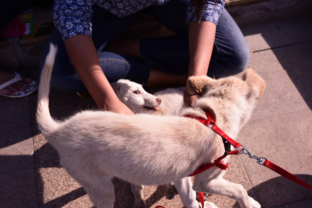 Find your true love at Puppy Love Fest @ DLF Place, Saket 