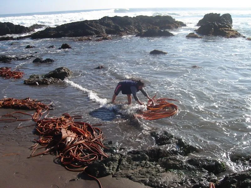 Pescadores y acuicultores artesanales