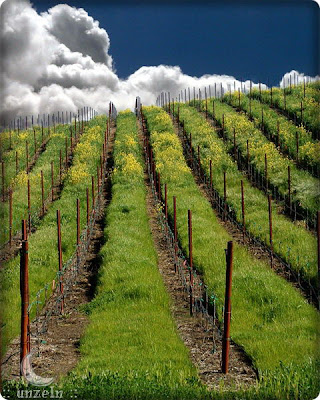 BEAUTIFUL VINEYARDS