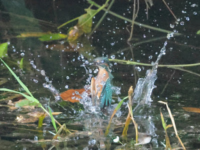 カワセミ水面飛び出し黒目川