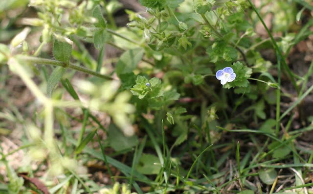 Veronica Persica Flowers Pictures