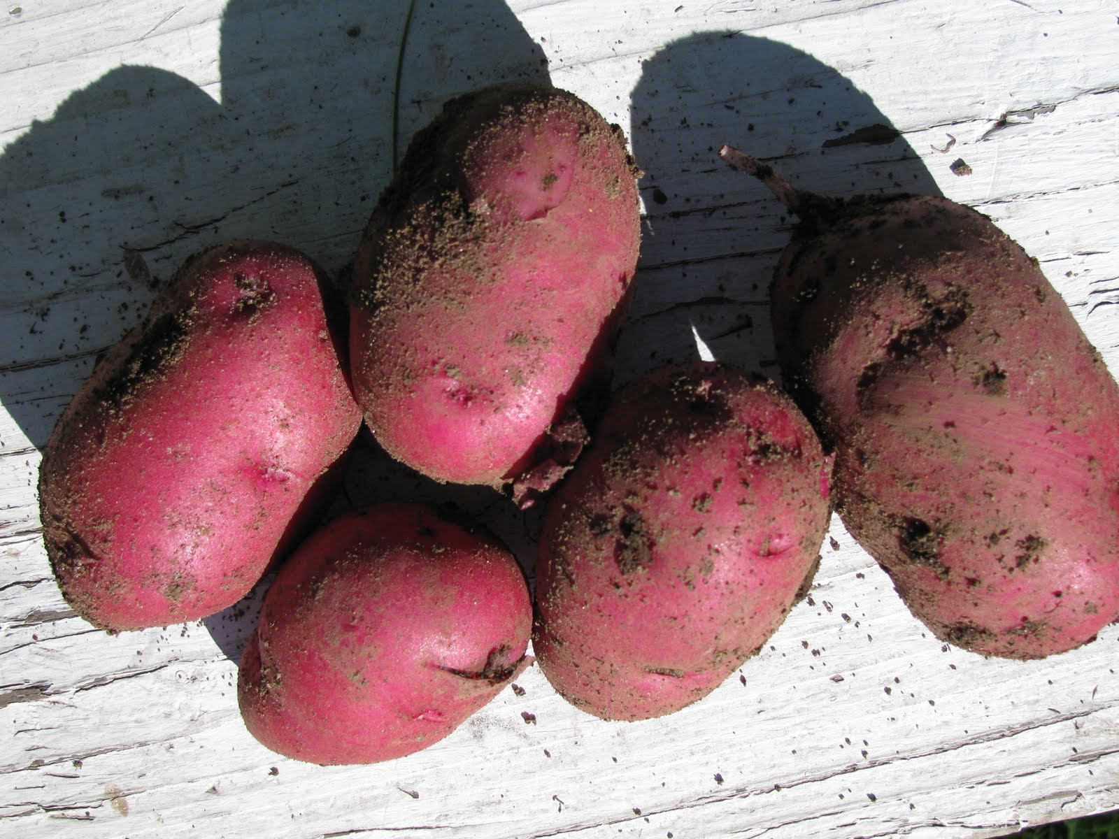 First Batch of Potatoes + Fun Recipe = Mmmmm