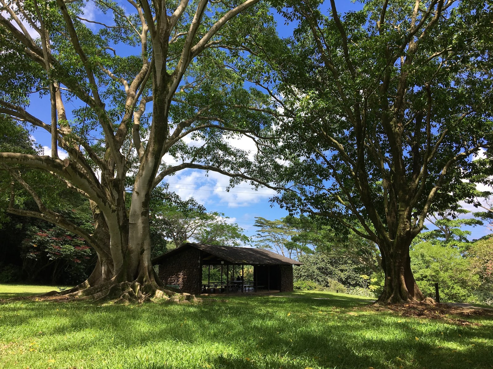 Aloha from Hawaii: A Visit to Ho'omaluhia Botanical Garden: Connect