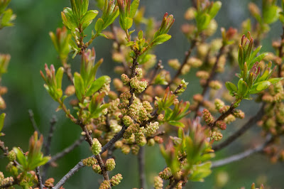 Alder (Alnus sp.) 