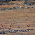 I Spy a Pink-footed Goose - really it does have pink feet...