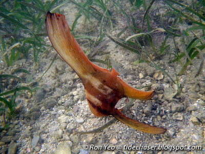 Round-faced Batfish (Platax teira)