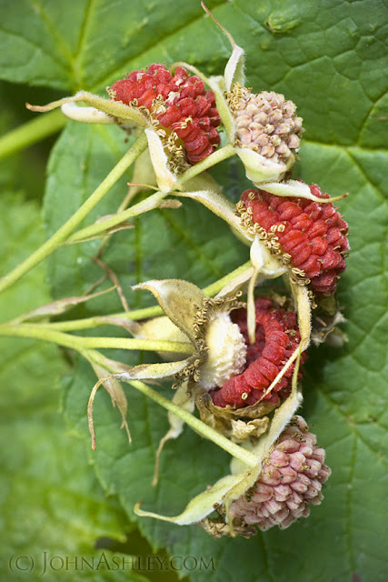 Thimbleberry fruit (c) John Ashley