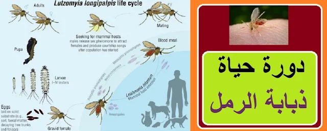 علاج لسعة ذبابة الرمل" "شكل ذبابة الرمل" "دورة حياة ذبابة الرمل" "كيف نتجنب التعرض للدغات ذبابة الرمل" "اين تعيش ذبابة الرمل" "حجم ذبابة الرمل" "مكافحة ذبابة الرمل" "أنواع ذبابة الرمل" "ذبابة الرمل" "ذبابة الرمل pdf" "ذبابة الرمل في السعودية" "ذبابة الرمل في مصر" "ذبابة الرملية" "ذبابة الرمل في الرياض" "ذبابة الرمل الابيض" "ذبابة الرمل الرياض" "ذبابة الرمل اللشمانيا" "ذبابة الرمل الثمامه" "ذبابة الرمل الليشمانيا" "ذباب الرمل" "ذبابة كبيره" "ذبابة بوت" "ذبابة التاكينا" "ذبابة حمراء" "الذبابة الرملية وعلاجها" "الذبابة الرملية في السودان" "الذبابة الرملية في ليبيا" "ذبابة الدروسوفيلا" "ذبابة الصحراء" "ذبابة ملونة" "ذبابة بيضاء" "ذبابة الرمل لشمانيا" "ذبابة الرمل وداء اللشمانيا" "ذبابة الرمل المسببة لمرض اللشمانيا" "ذبابة لشمانيا" "ذبابة الرمل والليشمانيا" "ذبابة الرمل في ليبيا" "ذباب الرمل اللشمانيا" "ذباب المقابر" "ذباب اخضر" "ذبابة كبيرة" "ذبابه كبيره في المنام" "ذبابة كبيرة الحجم" "تفسير رؤية ذبابه كبيره" "الذبابة الكبيرة" "ذبابة الزرقاء" "ذبابة البصل الكبيرة" "يرقات ذبابة بوت" "ذبابة bsf" "ذباب يقرص" "ذبابة السيرفس" "ذبابة التاكينا الكبيرة" "ذبابة التاكينا الصغيرة" "ذبابة التاكينا المنزلية" "ذبابه مايو" "الذبابة الحمراء" "الذبابه الحمراء" "علاج الذبابة الرملية في السودان" "ذبابة الفاكهة" "ذبابه الفاكهة" "حشرة ذبابة الفاكهة" "ذبابه الفاكهه"