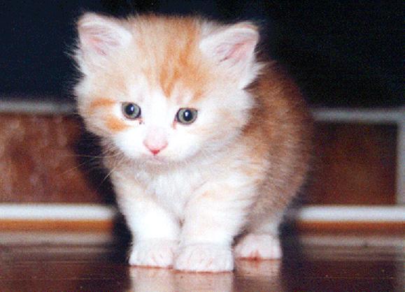 maine coon kitten by dirk huijssoon from flickr (CC-NC-ND)