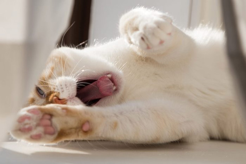 What Your cat's 10 Different Noises Mean