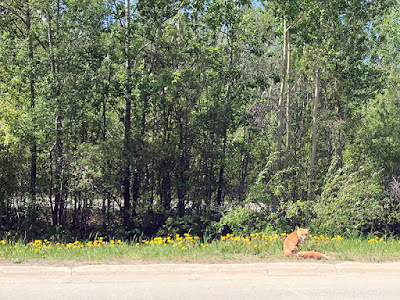 Red Fox Crossed the Road in Front of Us