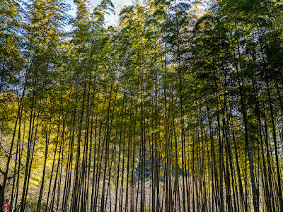 Winter bamboo grove: Kencho-ji