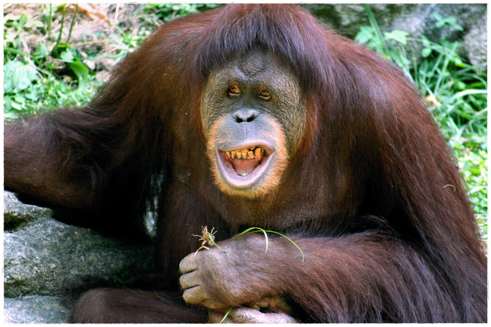  Gambar  Orang  Utan Animasi  Korea Meme Lucu  Emo Bergerak