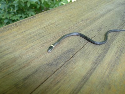 Black ringneck snake on patio deck