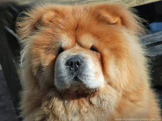 Chow Chow Dog HD Wallpapers, chow chow breed,