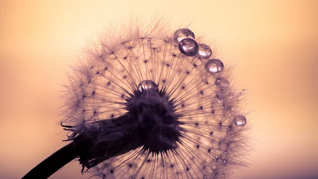 Dente de Leão, Gotas, Água, Macro, Close Up, Flor