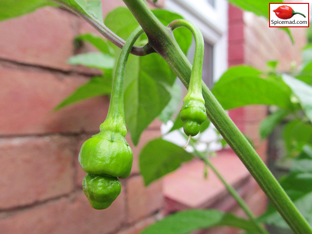 Trinidad Moruga Scorpion - 31st July 2021