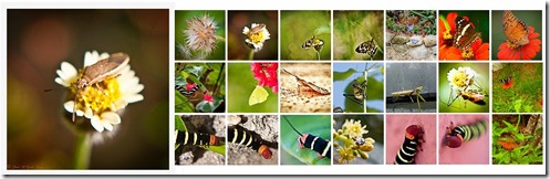 insectos4