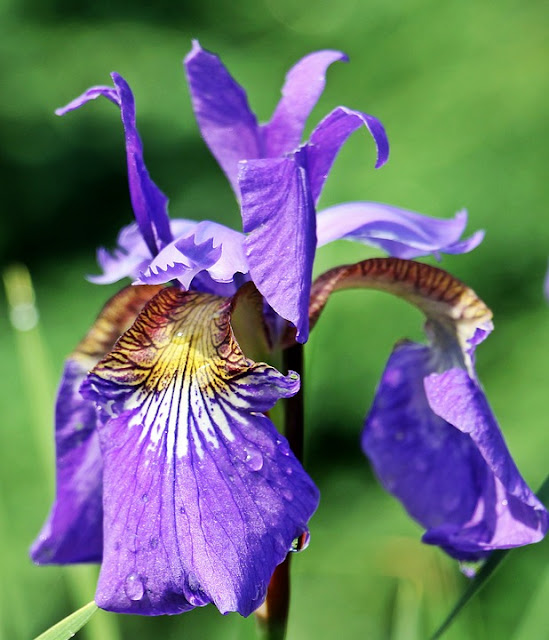 Iris Sibirica and Iris Sanguinea